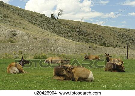 Yellowstone National Park, WY, Wyoming, Mammoth Hot Springs, Elk herd View Large Photo Image Picture - Yellowstone National Park, WY, Wyoming, Mammoth Hot Springs, Elk herd. Fotosearch