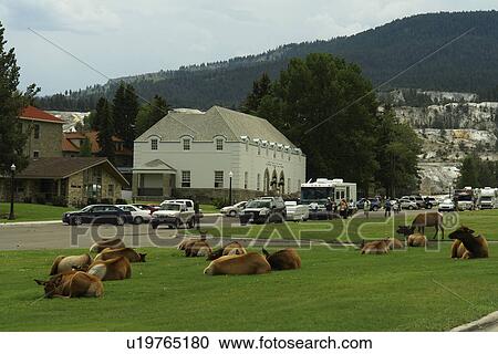 Yellowstone National Park, WY, Wyoming, Mammoth Hot Springs, Elk herd View Large Photo Image Stock Image - Yellowstone National Park, WY, Wyoming, Mammoth Hot Springs, Elk herd. Fotosearch
