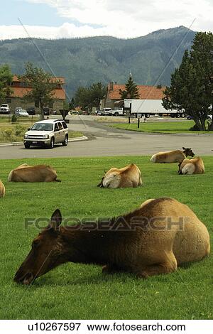 Yellowstone National Park, WY, Wyoming, Mammoth Hot Springs, Elk herd View Large Photo Image Stock Photo - Yellowstone National Park, WY, Wyoming, Mammoth Hot Springs, Elk herd. Fotosearch