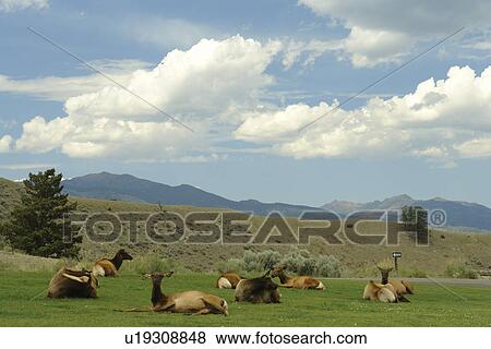 Stock Photo -  Yellowstone National Park, WY, Wyoming, Mammoth Hot Springs, Elk herd. Fotosearch