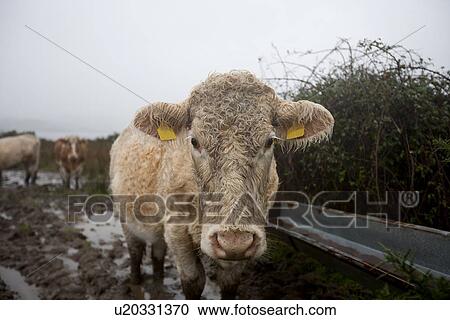 Close-up of Cow in muddy field View Large Photo Image Stock Image - Close-up of Cow in muddy field. Fotosearch