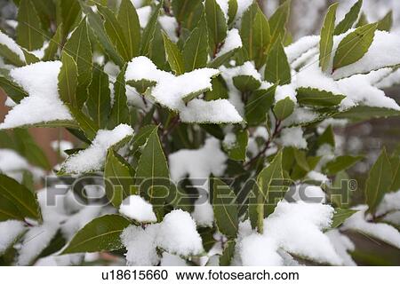 Close up of leaves covered in snow View Large Photo Image Stock Image - Close up of leaves covered in snow. Fotosearch
