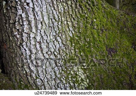 Close up to tree trunk with moss View Large Photo Image Stock Photo - Close up to tree trunk with moss. Fotosearch
