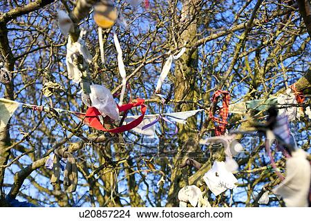 Picture - Close-up view of Fairy Tree at Hill of Tara, Ireland with sky in the background. Fotosearch