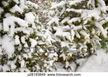 Stock Photo - Close-up view of tree branches covered in snow. Fotosearch