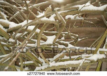 Stock Image - Close-up view of vines covered in snow. Fotosearch