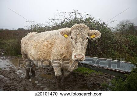 Cow in muddy field View Large Photo Image Stock Image - Cow in muddy field. Fotosearch
