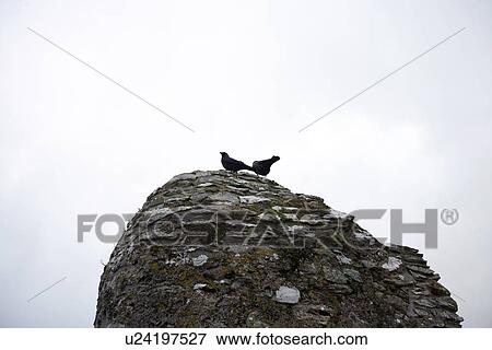 Crows atop Blarney Castle, County Cork, Ireland View Large Photo Image Stock Photo - Crows atop Blarney Castle, County Cork, Ireland. Fotosearch