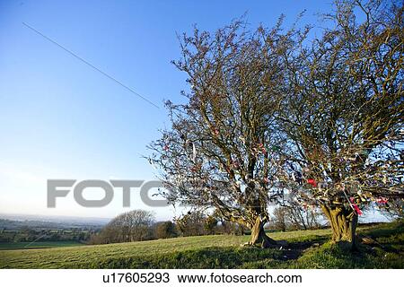 Stock Image - Fairy tree at Hill of Tara, Ireland. Fotosearch