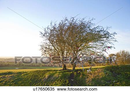 Stock Photography - Fairy tree at Hill of Tara, Ireland. Fotosearch