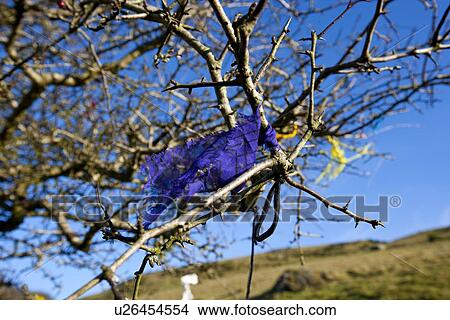 Fairy tree at Loughcrew Cairn T, Ireland View Large Photo Image Picture - Fairy tree at Loughcrew Cairn T, Ireland. Fotosearch