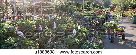 Flower plants growing in greenhouse View Large Photo Image Stock Image - Flower plants growing in greenhouse. Fotosearch