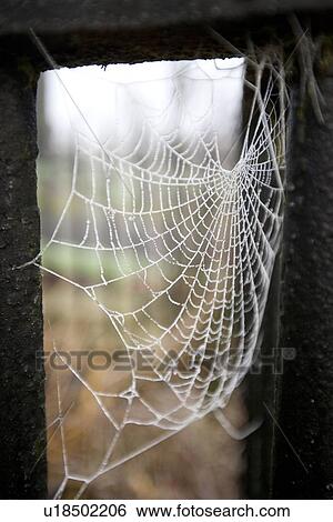 Frosted dew on spiderweb View Large Photo Image Stock Photograph - Frosted dew on spiderweb. Fotosearch