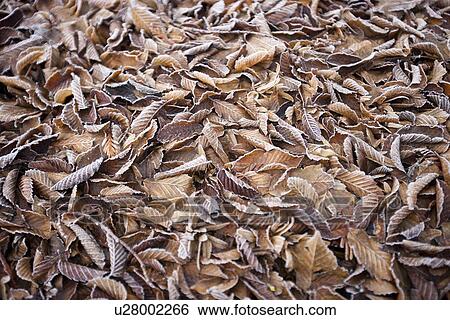 Stock Photograph - Frosty leaves on the ground. Fotosearch