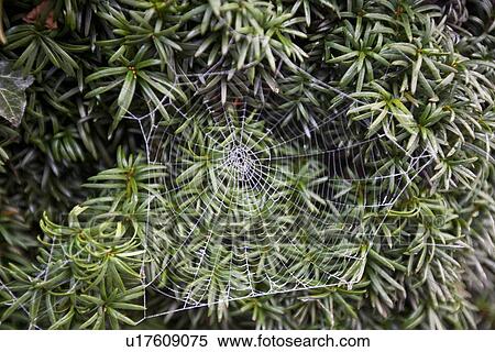 Frosty spider web in front of green leaves View Large Photo Image Stock Photography - Frosty spider web in front of green leaves. Fotosearch