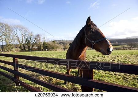 Horse behind fence looking at camera View Large Photo Image Picture - Horse behind fence looking at camera. Fotosearch