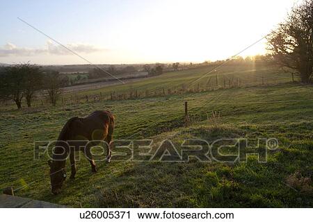 Horse grazing with sunset View Large Photo Image Stock Image - Horse grazing with sunset. Fotosearch