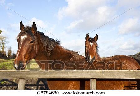 Horse rest it head on another horse View Large Photo Image Stock Image - Horse rest it head on another horse. Fotosearch