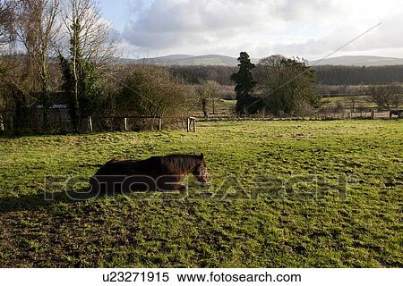 Horse sitting on grass in the sun View Large Photo Image Stock Photography - Horse sitting on grass in the sun. Fotosearch