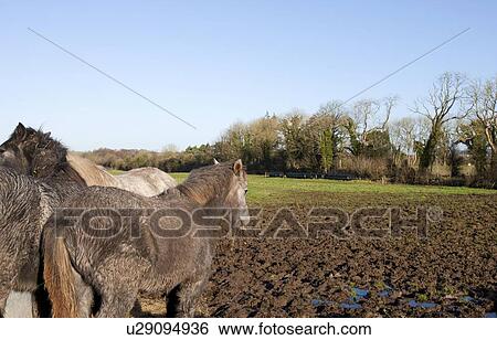 Horses in muddy field View Large Photo Image Stock Photograph - Horses in muddy field. Fotosearch