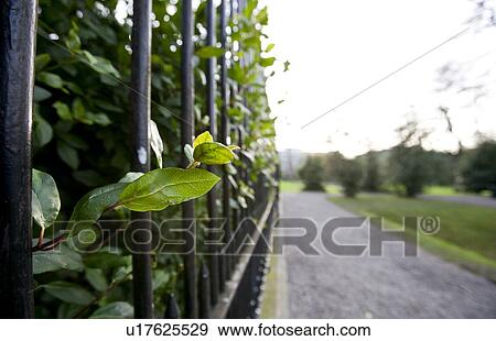 Leaves growing through metal fence View Large Photo Image Stock Photo - Leaves growing through metal fence. Fotosearch