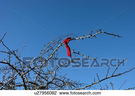 Stock Image - Looking up at branches of Fairy tree, Loughcrew Cairn T, Ireland. Fotosearch