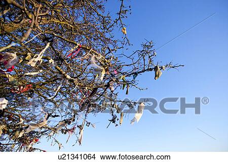 Picture - Looking up at Fairy tree, Hill of Tara, Ireland. Fotosearch
