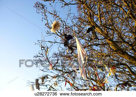 Stock Photograph - Looking up at Fairy tree, Hill of Tara, Ireland. Fotosearch