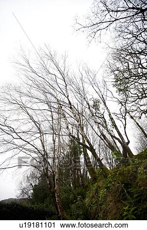 Looking up to trees in Killarney National Park View Large Photo Image Stock Image - Looking up to trees in Killarney National Park. Fotosearch