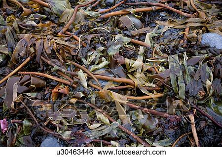 Seaweed amongst rocks on beach View Large Photo Image Stock Photograph - Seaweed amongst rocks on beach. Fotosearch