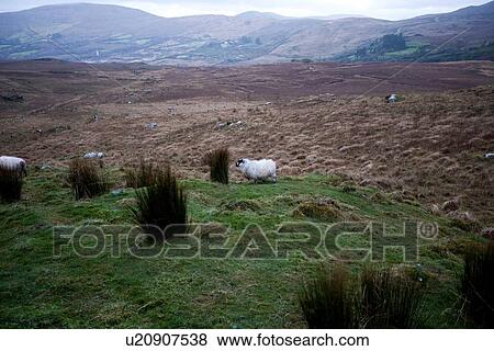 Sheep grazing near Killarney National Park, Ireland View Large Photo Image Stock Photo - Sheep grazing near Killarney National Park, Ireland. Fotosearch