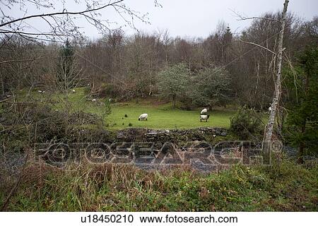 Stock Image - Sheep grazing next a stream, Kenmare, Ireland. Fotosearch