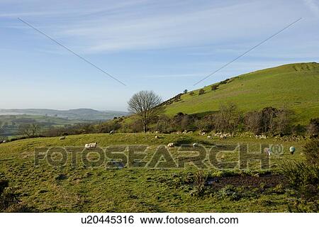 Sheep grazing with hill behind them, County Meath, Ireland View Large Photo Image Stock Photograph - Sheep grazing with hill behind them, County Meath, Ireland. Fotosearch