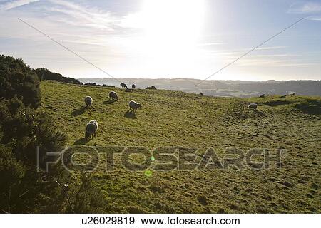 Sheep grazing with sun flare, County Meath, Ireland View Large Photo Image Stock Photo - Sheep grazing with sun flare, County Meath, Ireland. Fotosearch