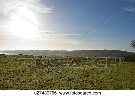 Stock Photograph - Sheep grazing with sun flare, County Meath, Ireland. Fotosearch