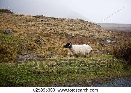 Sheep walking by the road View Large Photo Image Stock Image - Sheep walking by the road. Fotosearch