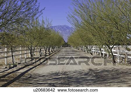 Tree lined private dirt road View Large Photo Image Stock Image - Tree lined private dirt road. Fotosearch