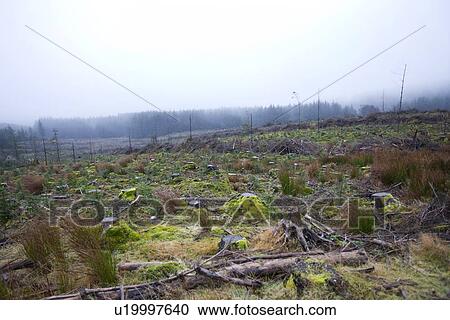 Tree stumps in front of forest View Large Photo Image Stock Image - Tree stumps in front of forest. Fotosearch