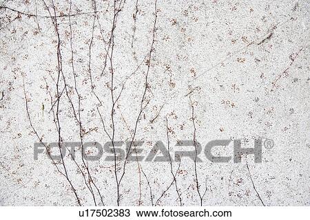 Vines growing on wall View Large Photo Image Stock Image - Vines growing on wall. Fotosearch