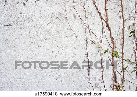 Stock Photo - Vines growing on wall. Fotosearch