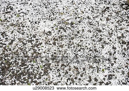 White and black gravel View Large Photo Image Stock Image - White and black gravel. Fotosearch