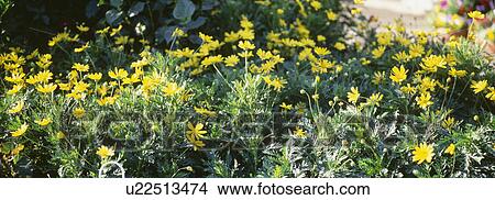 Yellow windflowers growing in field View Large Photo Image Picture - Yellow windflowers growing in field. Fotosearch
