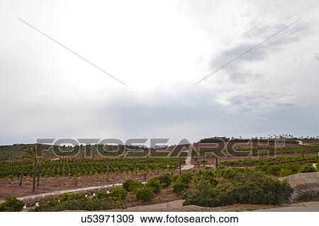 Orange Orchard, Valencia Region, Spain View Large Photo Image Stock Photo - Orange Orchard, Valencia Region, Spain. Fotosearch