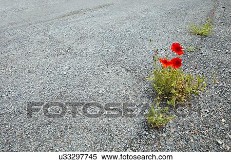 Poppies growing in the road, Valencia region, Spain View Large Photo Image Stock Photography - Poppies growing in the road, Valencia region, Spain. Fotosearch
