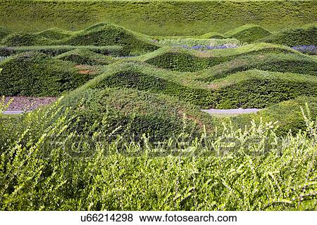 Stock Photo - Close up view of beautifully designed hedges. Fotosearch
