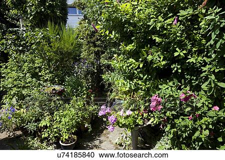 Stock Image - Fresh green plants growing in backyard. Fotosearch
