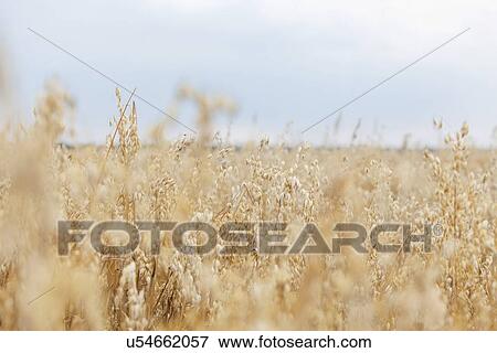 Selective focus of crops growing on farmland against sky View Large Photo Image Stock Photo - Selective focus of crops growing on farmland against sky. Fotosearch