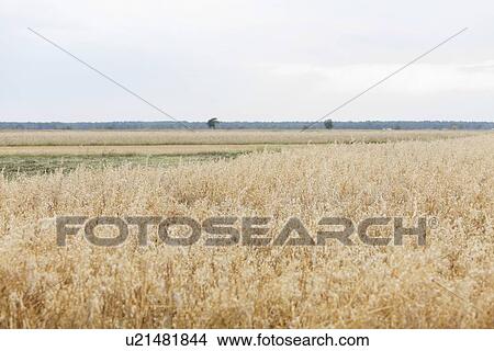 Tranquil view of crops growing on farmland against sky View Large Photo Image Picture - Tranquil view of crops growing on farmland against sky. Fotosearch