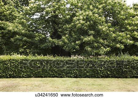 View of hedge and trees in park View Large Photo Image Stock Image - View of hedge and trees in park. Fotosearch