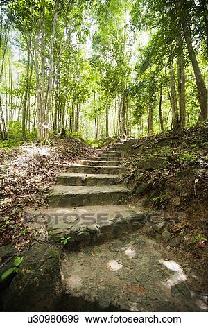 Stock Photo - Path through forest, Koh Pha Ngan, Thailand. Fotosearch